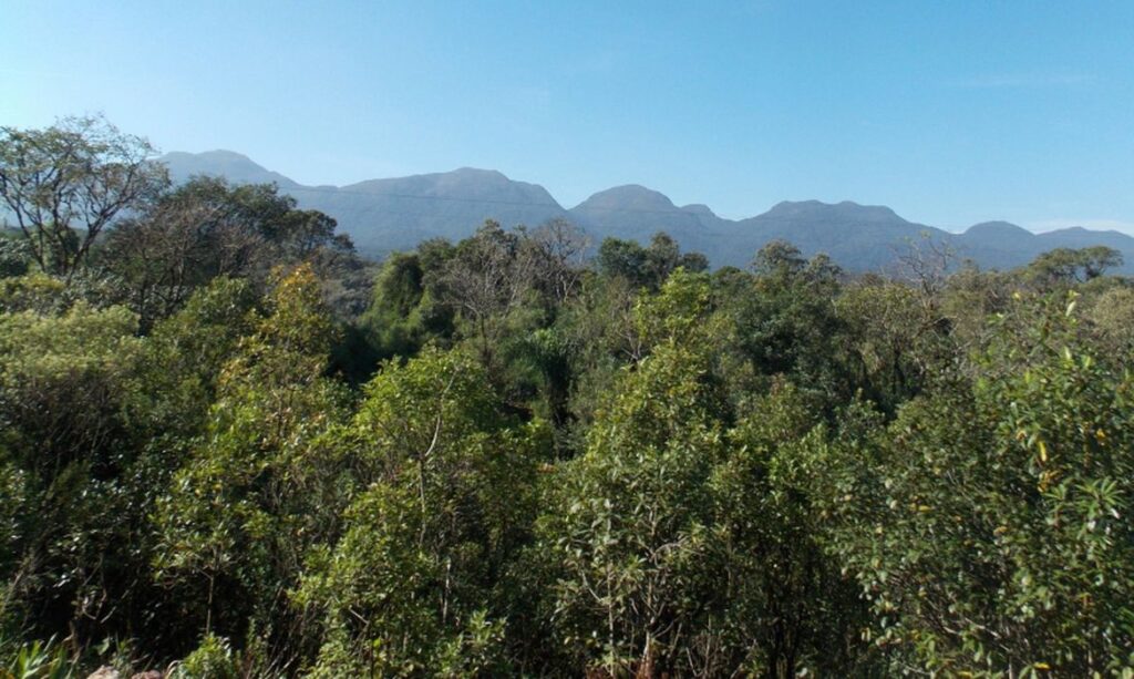 Operação contra desmatamento florestal aplica R$ 55,5 milhões em multas