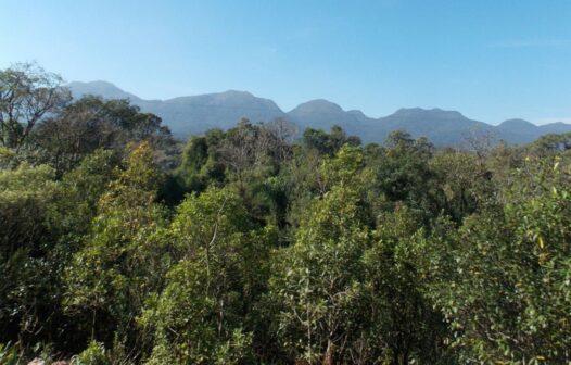 Operação contra desmatamento florestal aplica R$ 55,5 milhões em multas