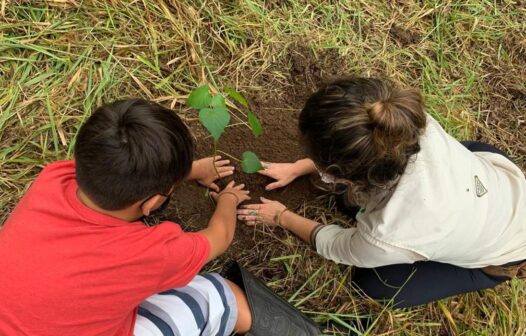 Memorial verde é plantado em São Paulo para lembrar pandemia no país