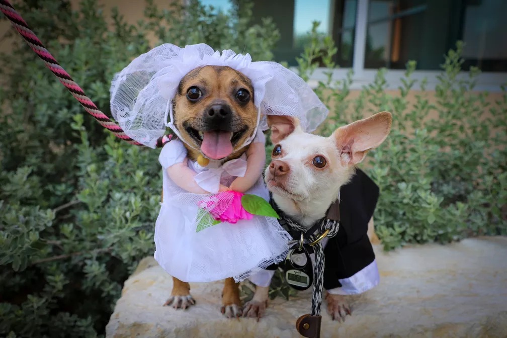 Momento fofura: casal de cachorros ganham uma cerimônia de casamento no Texas