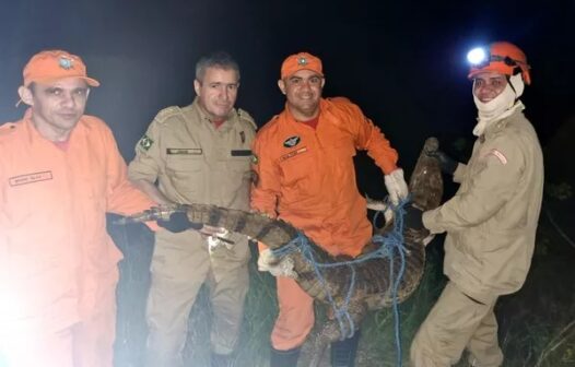 Moradores capturam jacaré-tinga de 1,8m em Caucaia, na Grande Fortaleza