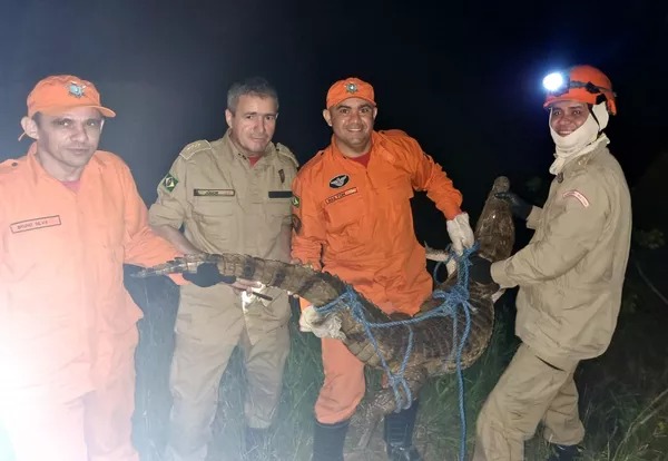 Moradores capturam jacaré-tinga de 1,8m em Caucaia, na Grande Fortaleza