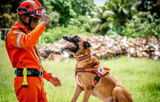 Morre Uno, cão do Corpo de Bombeiros do Ceará que trabalhou em buscas do Edifício Andréa