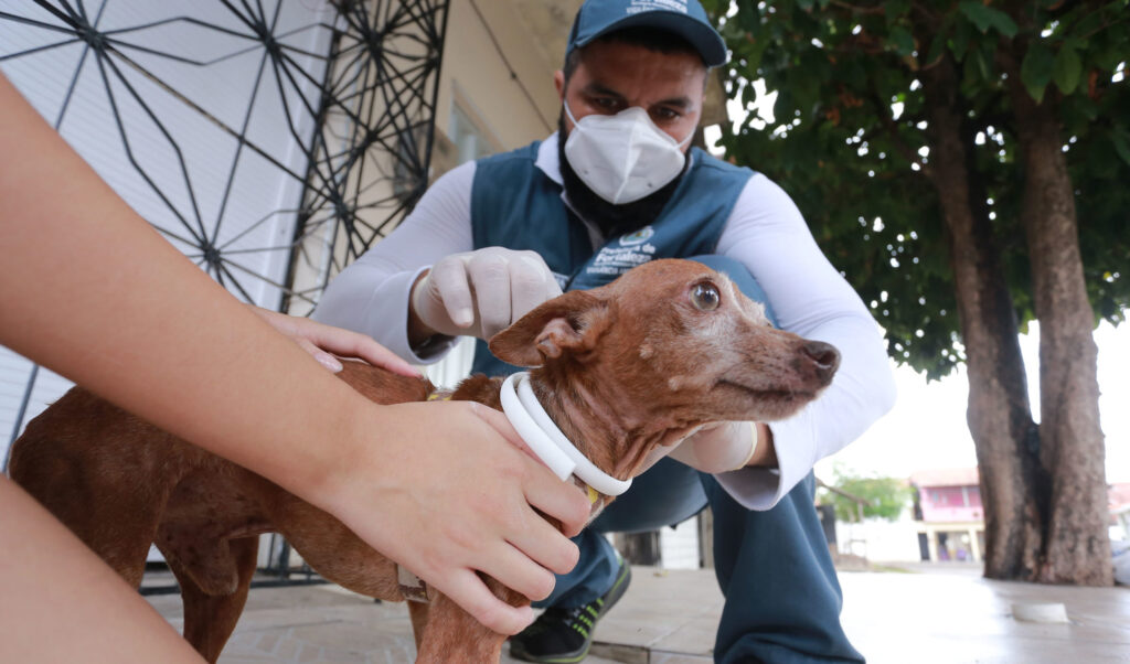 Mutirão distribuirá 27 mil coleiras para cães contra calazar em bairros de Fortaleza; confira lista