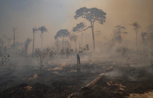 UFRJ: pesquisa aponta como a crise ambiental é percebida nas classes B e C