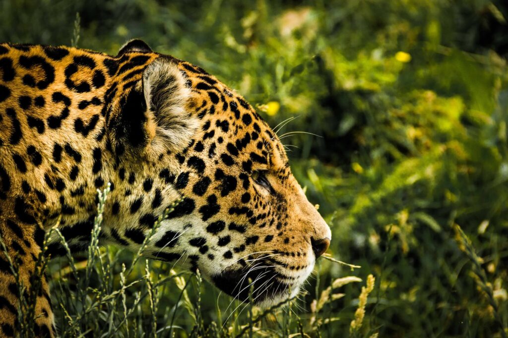 Onça foge e zoológico de Brasília é evacuado