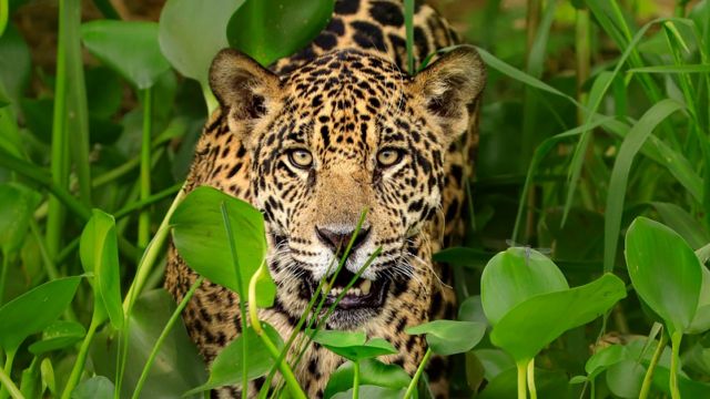 Onça-pintada trava batalha com jacaré no Pantanal e perde o embate