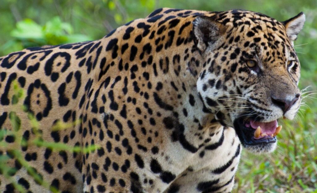 Pesquisadores listam espécies de animais extintos e ameaçados da fauna do Ceará