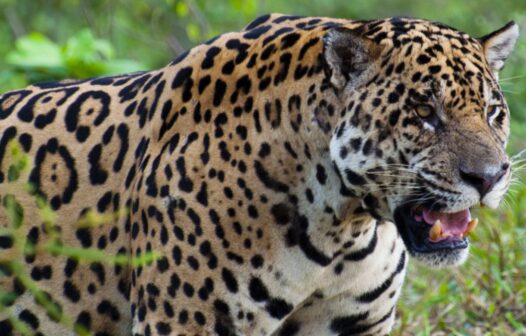 Pesquisadores listam espécies de animais extintos e ameaçados da fauna do Ceará