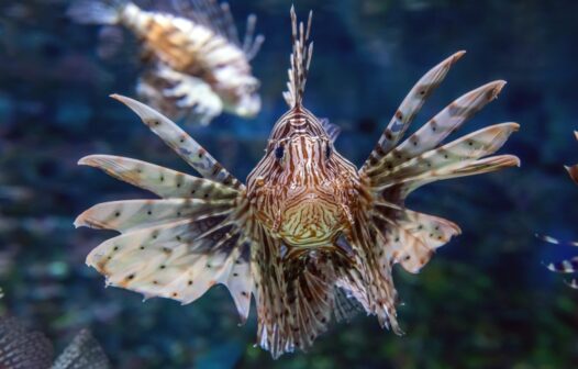 Pescador cearense que pisou em peixe-leão não teve parada cardíaca, avisa Sesa