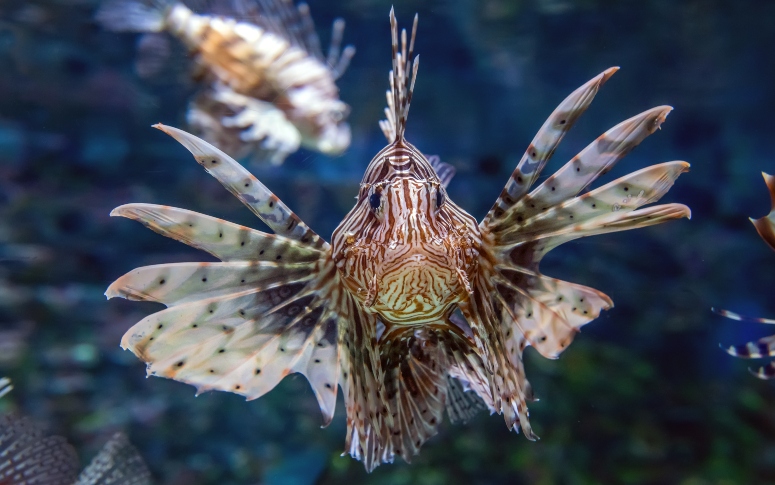 Pescador cearense que pisou em peixe-leão não teve parada cardíaca, alerta Sesa