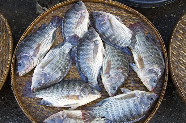 Cresce o consumo de pescados em todo o mundo