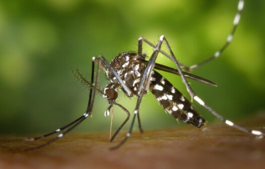 Pesquisa: 31% dos brasileiros acham que a dengue acabou na pandemia