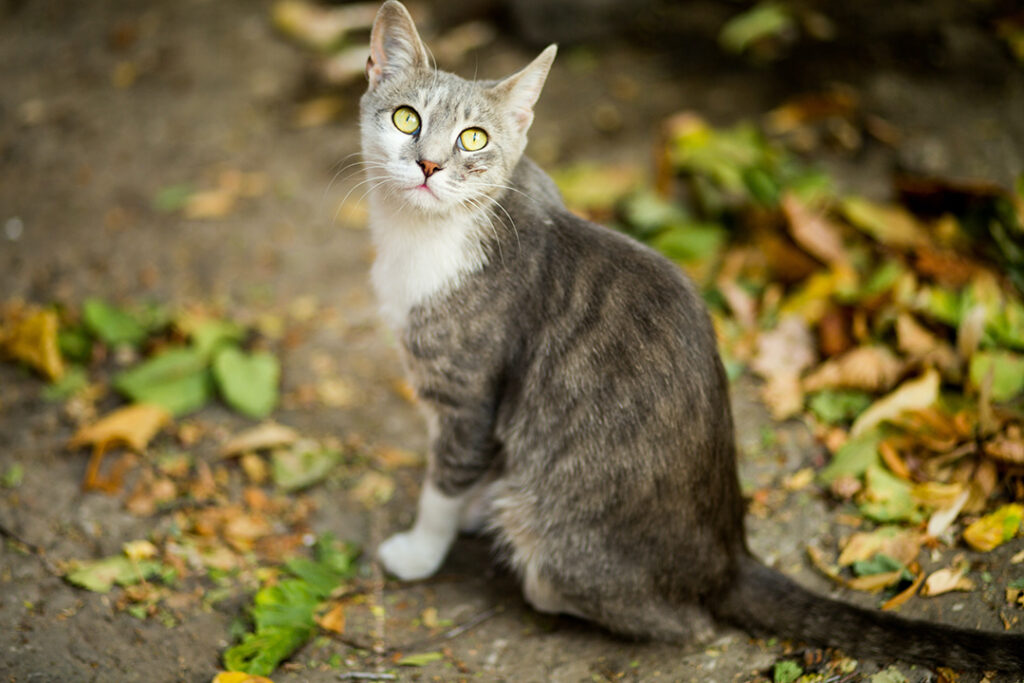 Saiba o que diz a lei sobre a adoção de animais