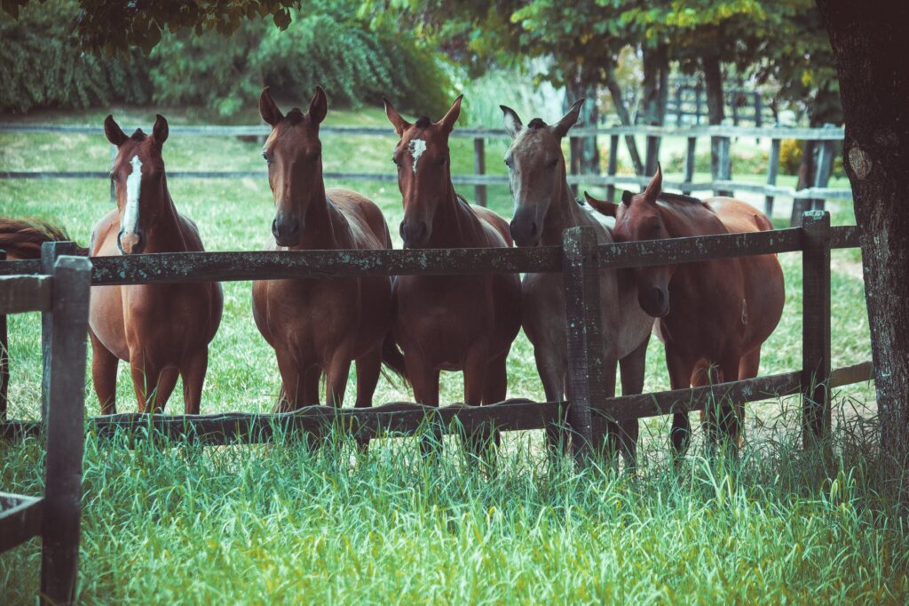 Comissão da Câmara aprova projeto que regulamenta a clonagem de animais