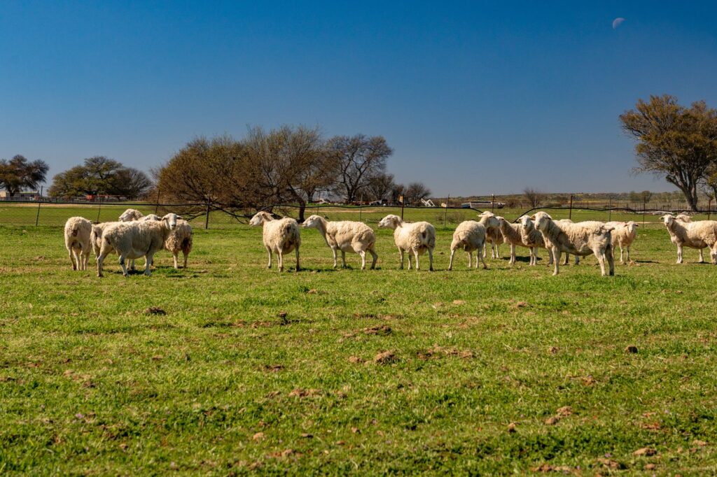 Campanha contra febre aftosa é prorrogada até 24 de dezembro no Ceará