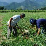 Saiba como os trabalhadores do campo podem ter acesso a aposentadoria rural