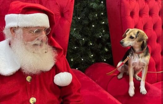 Cachorro foge e vai de ônibus ao shopping para bater foto com Papai Noel