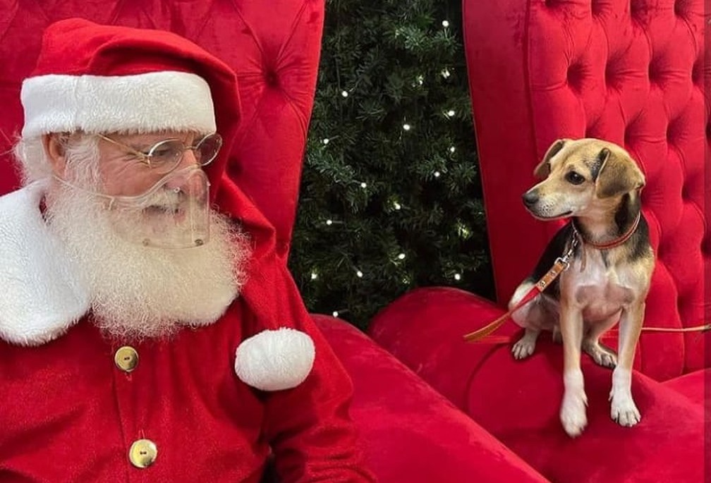 Cachorro foge e vai de ônibus ao shopping para bater foto com Papai Noel