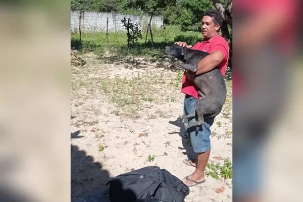 Pitbull é resgatado por bombeiros após cair em cacimba no Ceará