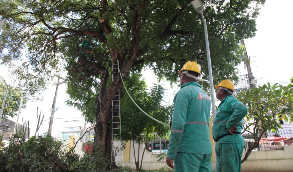 Prefeitura realizou mais de 3.800 serviços de poda e recolhimento de árvores em Fortaleza este ano