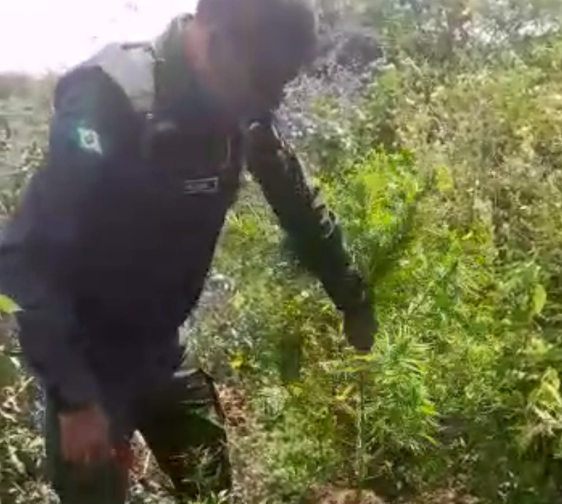 Polícia apreende 13 plantas de maconha escondidas em sítio no Ceará