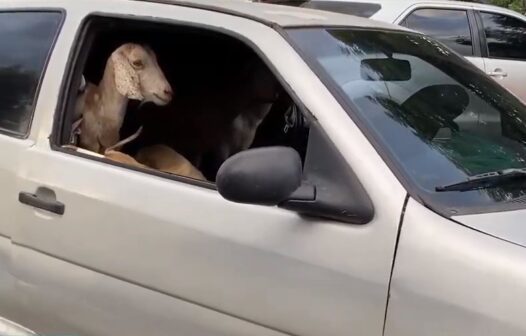 Polícia prende homens que fugiam em carro após furto de bodes e cabras