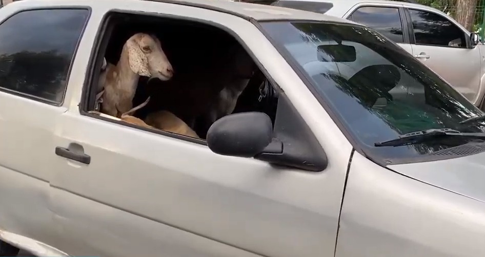 Polícia prende homens que fugiam em carro após furto de bodes e cabras