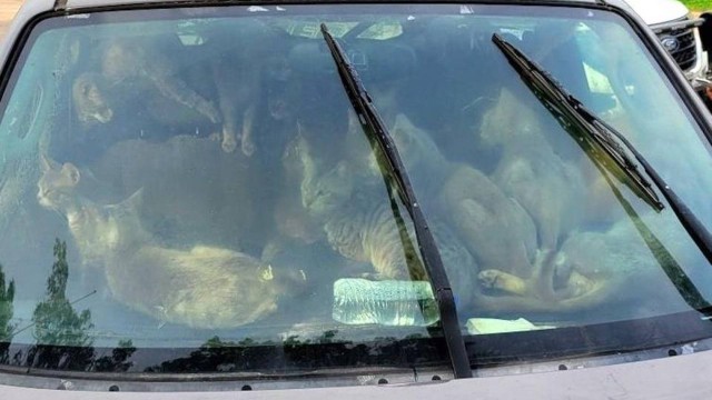 Polícia resgata 47 gatos que viviam dentro de carro com tutor