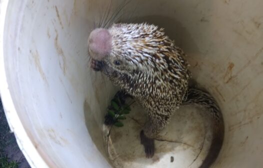 Porco-espinho é encontrado em quintal no interior do Ceará