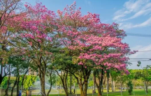 Primavera no Ceará é marcada por alta na temperatura e ventos fortes