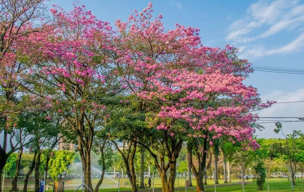 Primavera no Ceará é marcada por alta na temperatura e ventos fortes