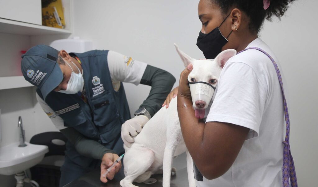 Saiba onde levar cães e gatos para tomar a vacina antirrábica em Fortaleza