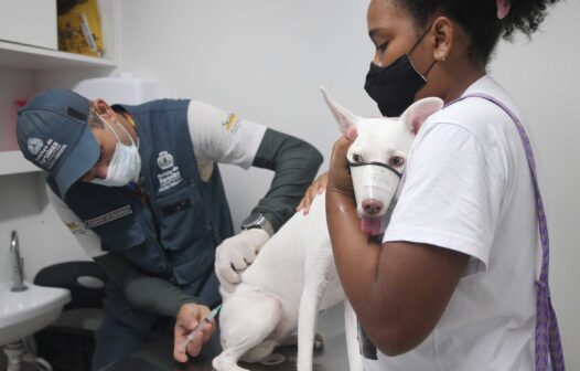 Saiba onde levar cães e gatos para tomar a vacina antirrábica em Fortaleza