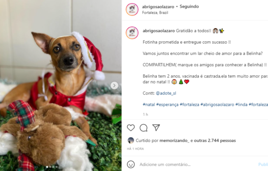 Abrigo São Lázaro quer incentivar a adoção de animais por meio um ensaio fotográfico