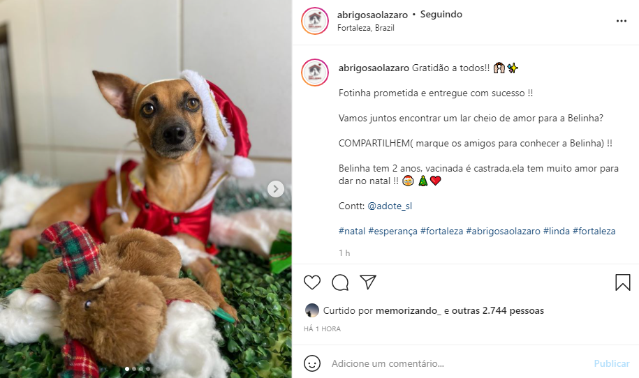 Abrigo de animais de Fortaleza quer incentivar a adoção por meio de um ensaio fotográfico