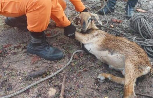 Seis mil animais foram resgatados no Ceará em 2021