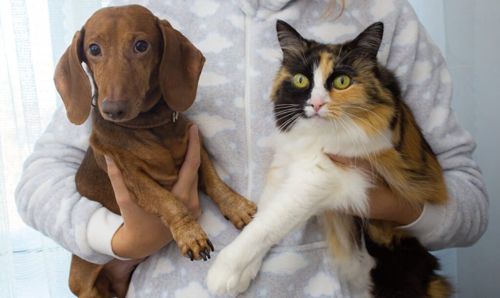 Seu pet pode salvar outros: Clínica Veterinária realiza triagem para doação de sangue de cães e gatos
