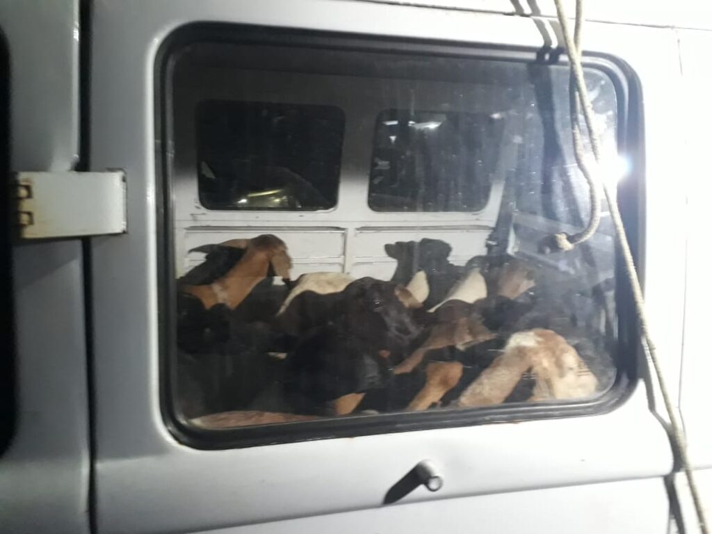 Suspeitos invadem fazenda, amarram idosos e fogem com cabras em Caucaia