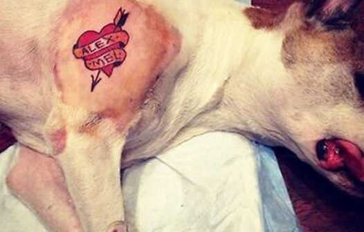 Tatuagem em pets: Comissão de Meio Ambiente avança projeto que proíbe a prática