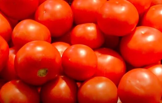 Preço do tomate cai mais de 40%