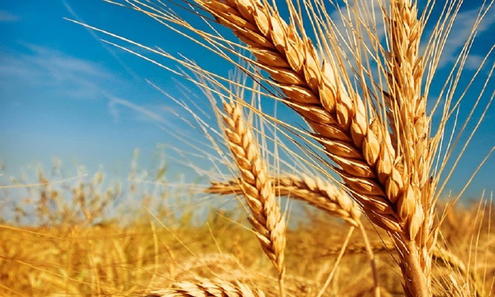 Transposição do São Francisco pode aumentar produção de trigo no Ceará
