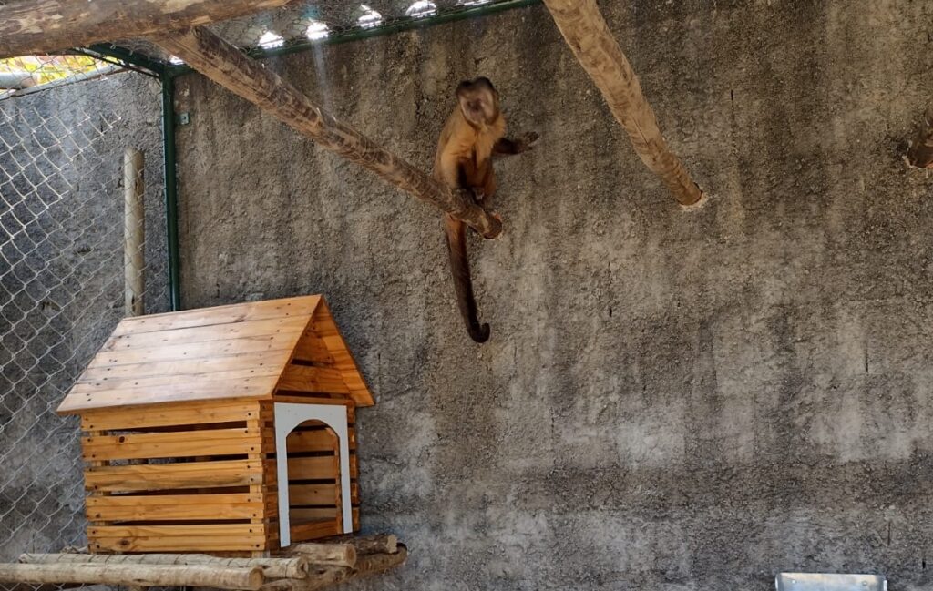 Trinta animais silvestres são resgatados no último fim de semana, no Ceará