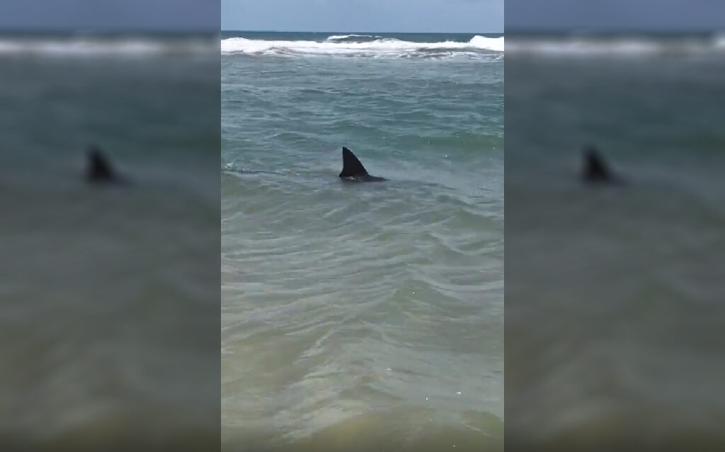 Seis pessoas são autuadas por maus-tratos a um tubarão na Praia do Balbino