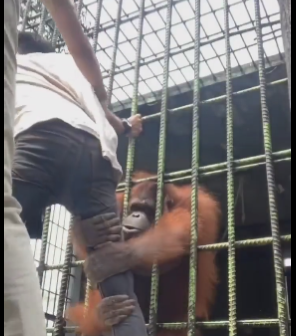 Turista fica desesperado após ser agarrado por orangotango em zoológico