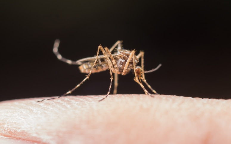 Aedes Aegypti: infecção pelo mosquito é maior no primeiro semestre no Ceará; confira os cuidados