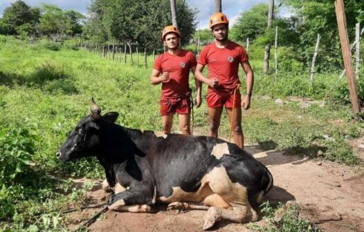 Vaca é resgatada de cacimba em Quixadá