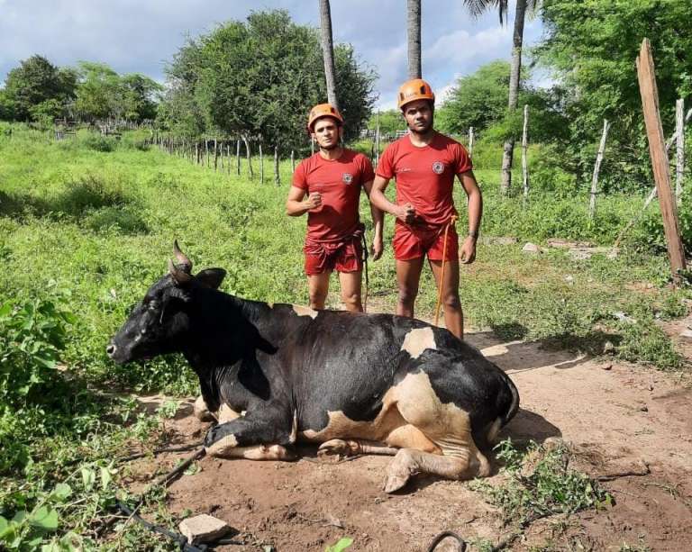 Vaca é resgatada de cacimba em Quixadá