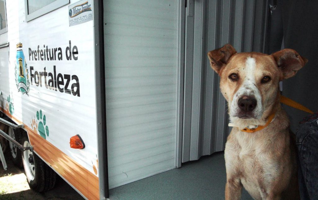 Confira bairros em que serão distribuídas coleiras repelentes contra o Calazar em cães