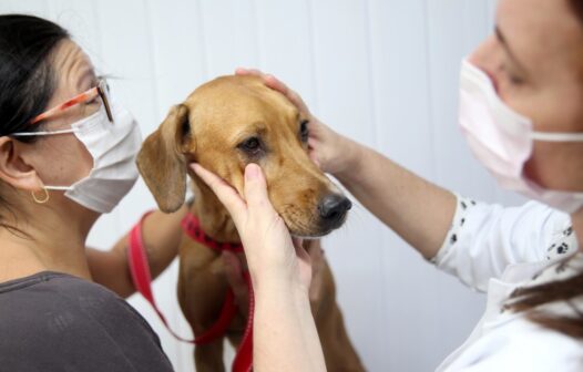 Vetmóvel leva atendimento veterinário ao Benfica nesta semana